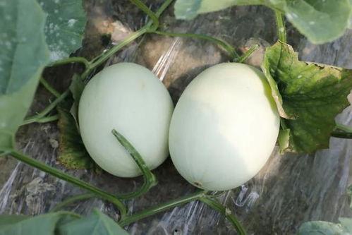 17吃瓜官网蘑菇,揭秘网络红人背后的神秘世界