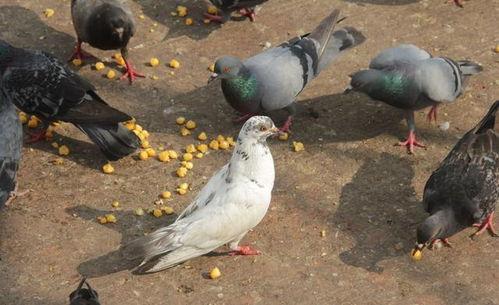 网红吃瓜鸽子图片大全