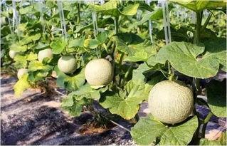 海南网红吃瓜,一瓜激起千层浪