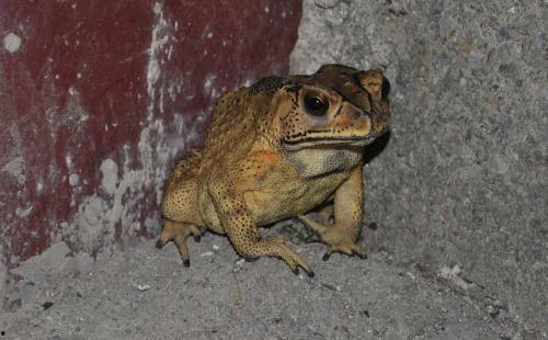 网红蛙卖崽吃瓜是真的吗,真相揭秘