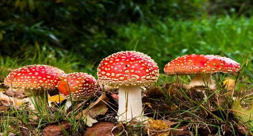 911吃瓜爆料蘑菇网,蘑菇网背后惊人内幕大揭秘