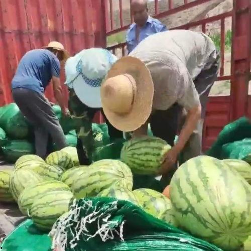 甘肃网红吃瓜事件,揭秘网络舆论的风暴与真相