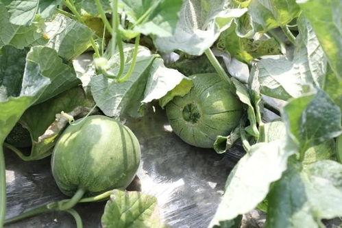 临沂网红吃瓜主人公是谁,揭秘主人公是谁