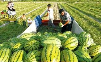 国产吃瓜欧美综合网,欧美综合网带你领略全球娱乐热点