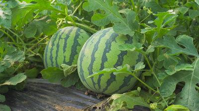 乐清网红吃瓜视频,揭秘网络红人的幕后生活