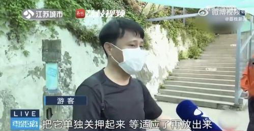 网红吃瓜兄妹是谁,揭秘娱乐圈幕后风云