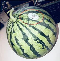 以前的网红吃瓜