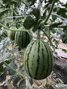 以前的网红吃瓜