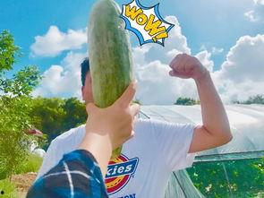 吃瓜群免费网红,揭秘吃瓜群免费网红背后的秘密