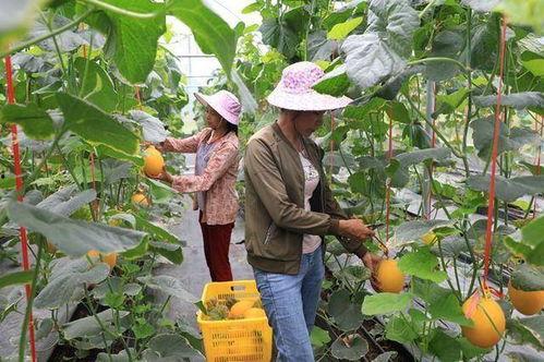 网红甜甜吃瓜,揭秘娱乐圈幕后真相