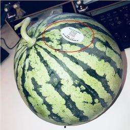 网红甜甜吃瓜,揭秘娱乐圈幕后真相