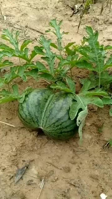 吉祥吃瓜网,揭秘娱乐圈幕后故事，带你畅游八卦盛宴