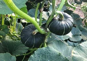 吃日本瓜的网红有哪些人,日本瓜网红的人生轨迹与影响力