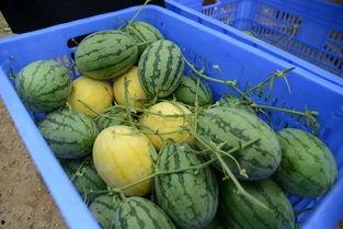 吃瓜群八卦网红,吃瓜群八卦背后的真相