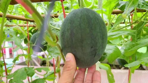 吃瓜的被网暴,一场网络伦理的拷问