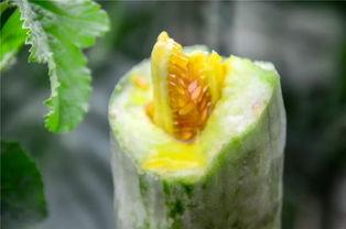 保山网红吃瓜,揭秘幕后故事与热门话题