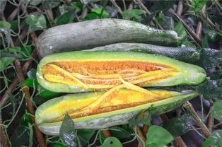 保山网红吃瓜,揭秘幕后故事与热门话题