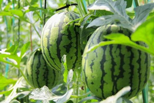 荷兰网红吃瓜视频大全免费观看