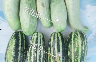 都有哪些网红吃瓜视频呢